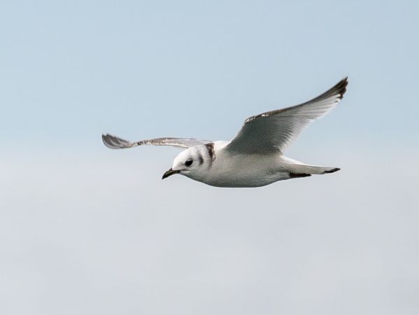 Gabbiano tridattilo  - Daniela Heldner